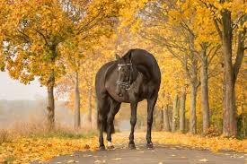Nachdem pferd und reiter auf „hochglanz poliert sind, geht es los. Herbstshooting Mein Pferd Mein Freund