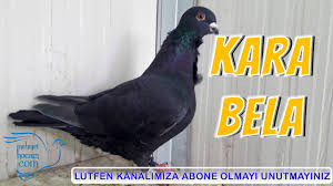 Mukemmel Egitimli Bango Baska Guvercinler Ucus Ustalari Youtube