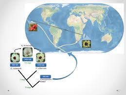 Image result for Gossypioides kirkii