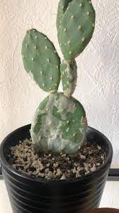 Prickly pear cactus has large flat leaves, which are actually a modified portion of the stem of the plants, that are often referred to as cactus pads. Need Some Help From U Guys This Little Opuntia Is Getting These Light Spots Is It Some Sort Of Fungus It S Not Soft Or Squishy And I Can Scratch It Off