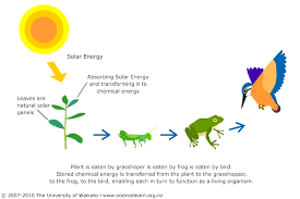 Producers Food Chain Cycles