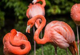 Must Do Sarasota Jungle Gardens Sarasota Jungle Gardens Jungle Gardens Flamingo