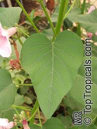 Image result for Ipomoea carnea