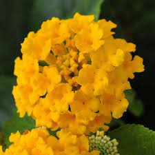 Pin By Claire Connolly On Plants Lantana Pot Of Gold Summer Plants