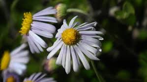 Image result for Felicia muricata