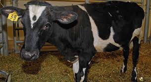 Image result for hoof disease chart for cow