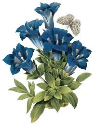 Real Black And Blue Flowers Antiqued Vintage Blue Flower Blue Spotted White And Black Botanical Art Nature Art Prints Gentian Flower