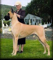 Download and use 10,000+ great dane dog stock photos for free. Gorgeously Gothic Amy Atlas Events Dane Dog Great Dane Mastiff Great Dane Dogs