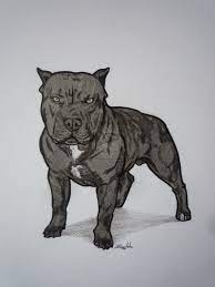 Drawn Pitbull Red Nose Pencil And In Color Drawn Pitbull Red Nose Good Ideas Pitbull Drawing Pitbull Wallpaper Pitbull Art