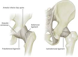 A dislocated hip or sprained hip. Hip And Thigh Ultrasound Radiology Key