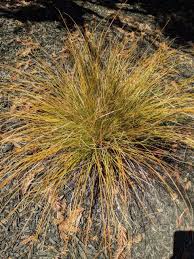 Image result for Sebaea sedoides