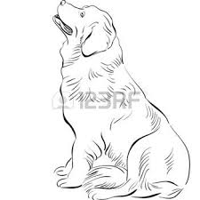 Terre Neuve Banque D Images Vecteurs Et Illustrations Libres De Droits Dessin De Chien Dessin Chien Chien Noir Et Blanc