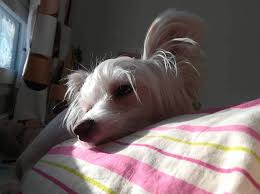 Chinese new year is observed as a public holiday in some countries and territories where there is a sizable chinese population. Chinese Crested Dog Breed Information Guide Quirks Pictures Personality Facts Barkpost