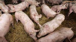 Deoarece nu există niciun tratament sau vaccin care sa prevină apariția, singura metome eficientă de prevenție este menținerea. Pesta PorcinÄ A Ajuns Èi In ÈelimbÄr 29 De Porci Au Fost UciÈi Sibiu 100