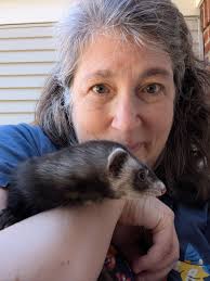 Lost Ferret in Avon Crest Neighborhood or Schenectady Stockade