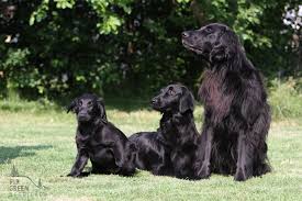 • make a great dog for joggers, runners, hikers and bikers. Labrador Und Flat Coated Retriever Fir Green Retriever Kennel In Der Rhon