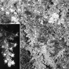 Image result for Mohria lepigera