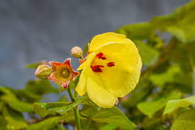 Image result for Hibiscus seineri