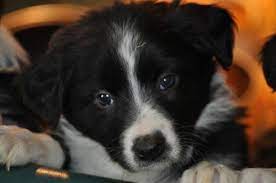 Full Blooded Border Collie Pups For Sale For More Information Click On The Image Or See Ad 71125 On Www Ranchworlda Border Collie Puppies Border Collie Pup