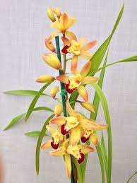 Cymbidium Ming Emperor Oslo X Rusper Cymbidium Orchid Orchidsbyhausermann Orchid Flower Orchids By Hausermann Orchids