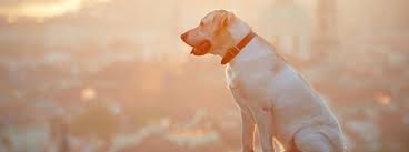 Who do i call for a stray dog. What To Do If You Find A Stray Dog Purina