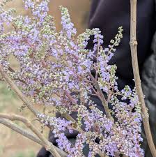 Image result for Lotononis stipulosa