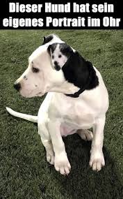 Pin Von Kerstin Beck Auf Animals Kleine Hunde Lustige Hund Bilder Hunde