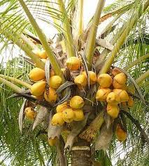 Image result for Cocos nucifera