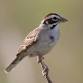Lafayette Birds! First Sunday Bird Watching — Boulder County Audubon