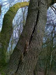 I need to do a lot of my trees before they get cooked. Recognizing Tree Hazards Cracks