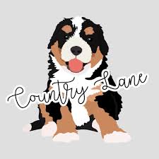We did not find results for: Iowa Country Lane Bernedoodles Raises Outstanding Farm Raised Bernese Mountain Dog Puppies And Mini Bernedoodl In 2021 Bernedoodle Mini Bernedoodle Mountain Dog Breeds