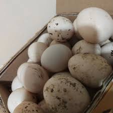Penetasan telur ayam cemani pengiriman telur untuk di tetaskan. Harga Ayam Cemani Asli Lidah Hitam Terbaru Juli 2021 Biggo Indonesia