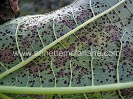 Powdery mildew typically comes and takes hold on your cucumber, squash and zucchini leaves. Identify The Disease On Your Plants