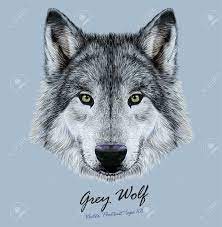 Real wolf with green eyes. Vector Illustrative Portrait Of Wolf Beautiful Gazing Face Of Gray Wolf With Green Eyes Royalty Free Cliparts Vectors And Stock Illustration Image 44302972