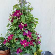 Image result for Clematis commutata