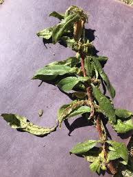 Once you have your wrap and your tanglefoot, it is really simple to apply. How To Best Manage Aphid Outbreaks On Fruit Trees And Other Plants