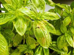 My basil plants started getting a yellow cast to the leaves, which then turned brown and fell off a few days later. Yellowish Basil Leaves What Causes Basil Leaves To Turn Yellow
