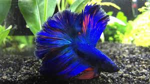 Halfmoon Betta Fish Living With Red Cherry Shrimp Youtube