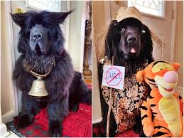 From sparkly and fancy to demure and cute, hair accessories are a must have. A Quarantined Couple Dress Their Dog In Crazy Outfits And Hairstyles