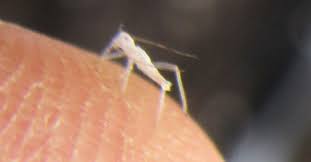Check spelling or type a new query. What Are These Little White Bugs On My Eggplant Gardening Landscaping Stack Exchange