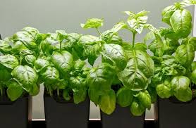 I'm quang hoang and grow gardener is my little nook for all the adventures, and occasional. How To Grow Basil Indoors Gardener S Supply Growing Basil Growing Basil Indoors How To Grow Basil Indoors