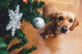 They may be used to cactus spines of almost any type that penetrate the skin and remain in the body for awhile have the camels have killed people, but so have horses and dogs. Are Poinsettias Poisonous To Cats And Dogs 5 Christmas Plants Toxic To Pets