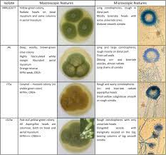 Most people breathe in aspergillus spores every day without getting sick. Morphologic Molecular And Metabolic Characterization Of Aspergillus Section Flavi In Spices Marketed In Lebanon Scientific Reports