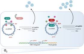 Hepatitis b is an infection of your liver. Hypoxia Inducible Factors Regulate Hepatitis B Virus Replication By Activating The Basal Core Promoter Journal Of Hepatology
