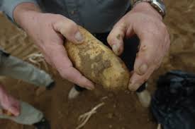 « des promotions abusives » qui ne vont pas dans le sens des engagements pris par les grandes surfaces lors des. Un Prix Historiquement Bas Pour Le Kilo De Pommes De Terre