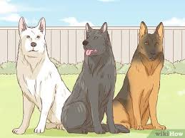 Are white german shepherds good family dogs? 5 Ways To Identify A German Shepherd Wikihow