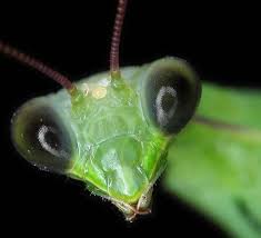 Картинки по запросу "разные глаза у насекомых"