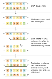 A pairs with t c pairs with g in rna, a pairs with u, instead of t. Classified Dna Base Pairing Worksheet Answers Dnabasepairs Dnabasedt Dnabasen Dnabasenab Biologi
