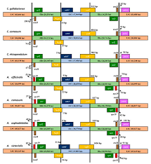 Image result for Chlorophytum gallabatense