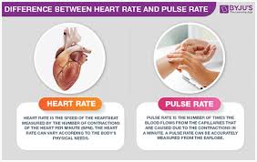 Difference Between Heart Rate And Pulse Rate Are Explained